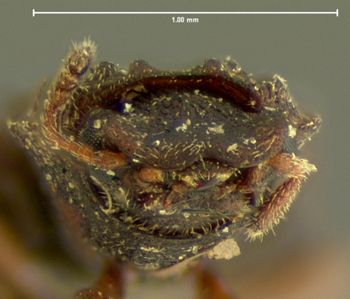 Media type: image;   Entomology 6811 Aspect: head frontal view